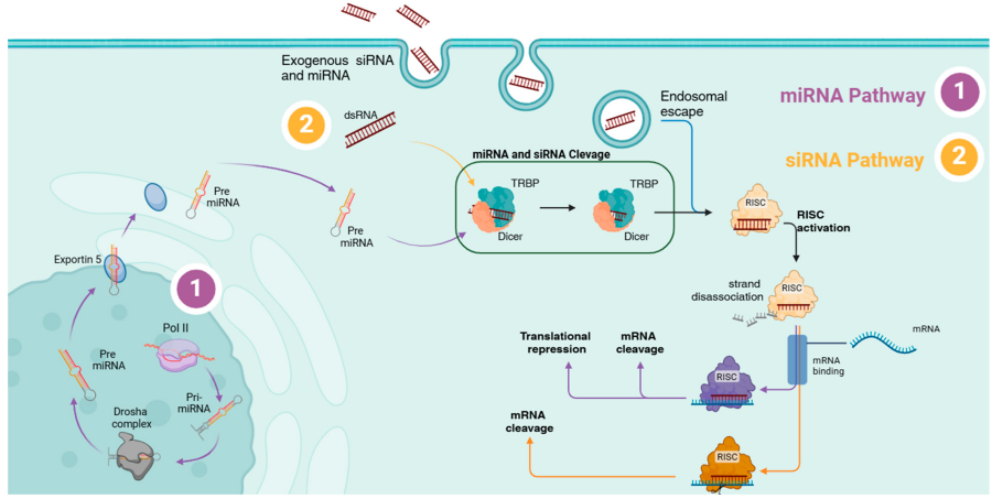 Nanoparticles: New Approach to Skincare