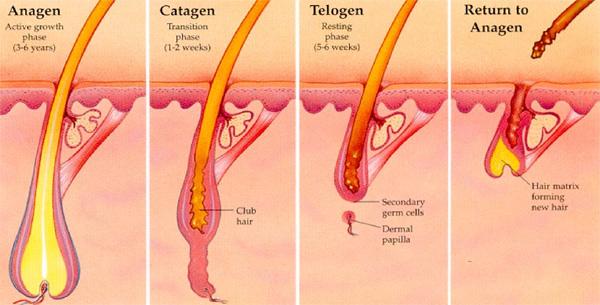 ipl hair removal stages