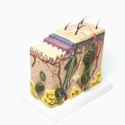 3D Skin Structure Model 1 mini